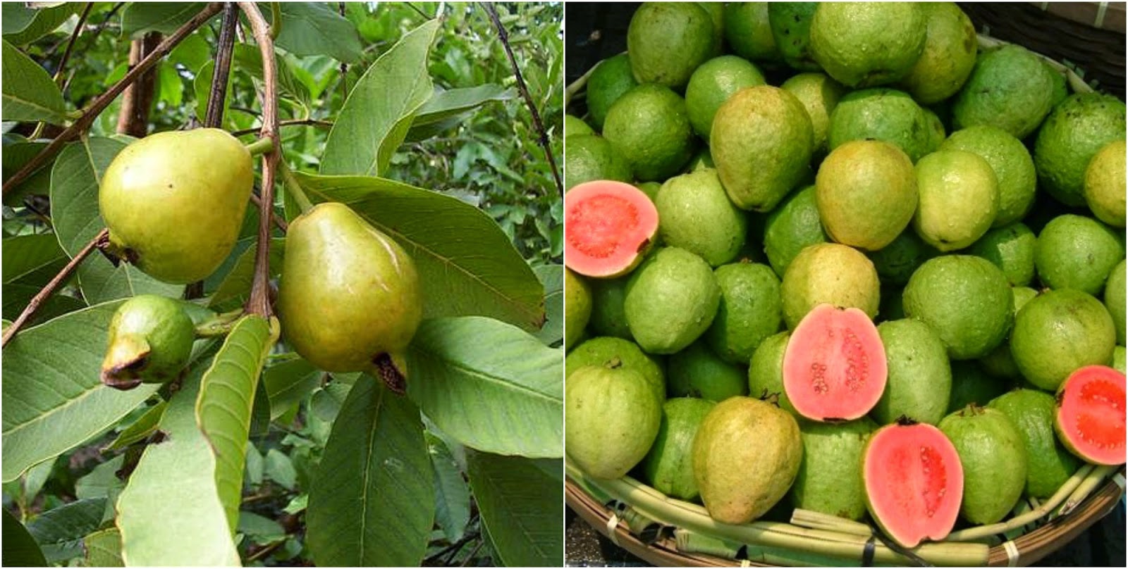 PROPIEDADES QUE NOS BRINDA LA GUAYABA PARA LA SALUD