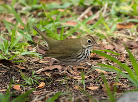 Ovenbird - Dry Tortugas NP, Florida