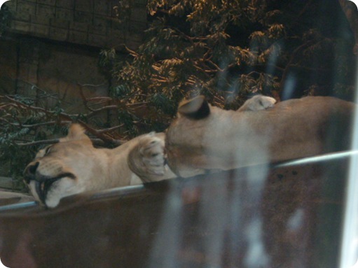 Las Vegas 2011 167
