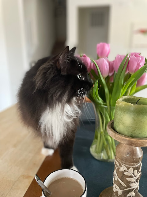 Moose standing on the dining room table with his head in my flowers smelling some pink tulips.