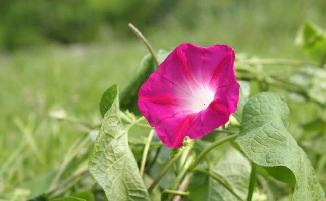 Morning Glory Flowers Pictures