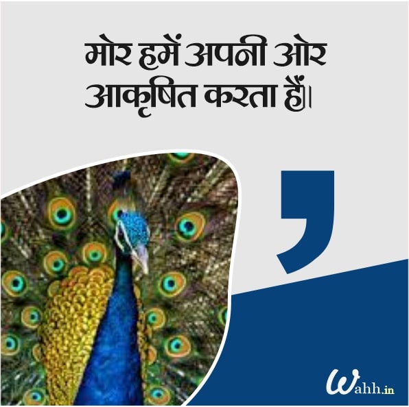 Inspirational Peacock Captions In Hindi