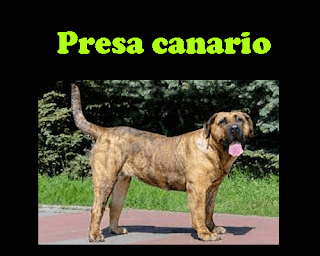 Presa canario