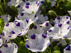 fleurs némophiles couleurs blanc violet soleil soir jardin