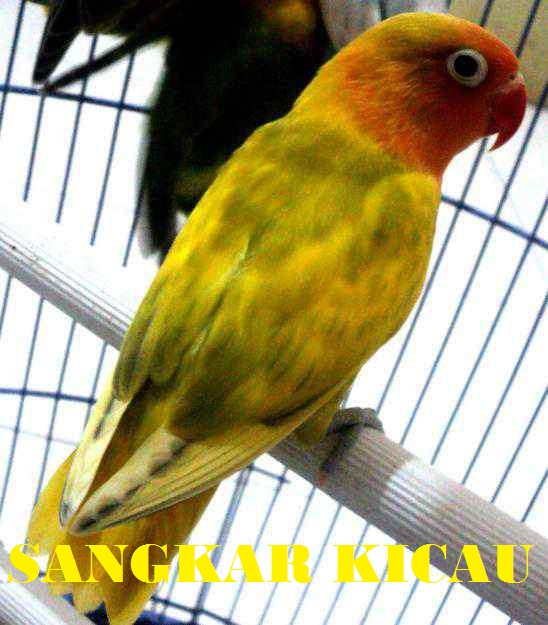 Sangkar Kicau LOVEBIRD BLOROK KUNING 