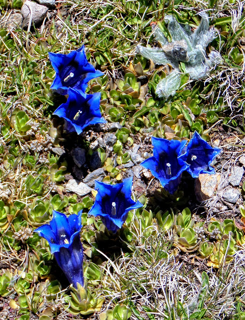 Gentiana Sierrae.Sierra Nevada