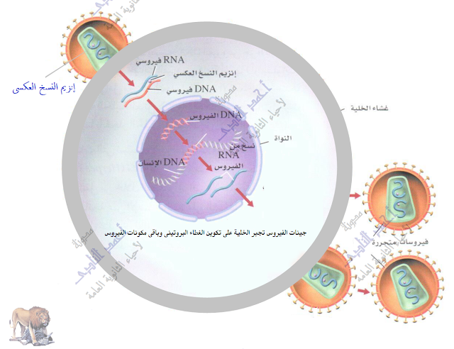 التكاثر فى الفيروسات فى خلايا العائل