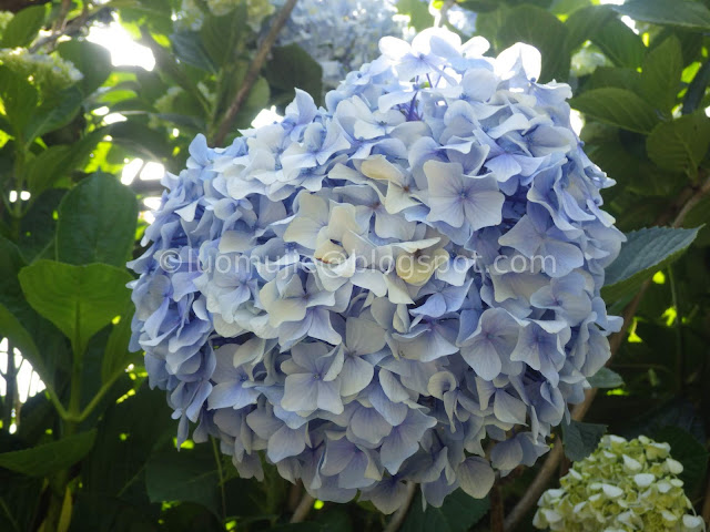 Yangmingshan Zhuzihu hydrangea