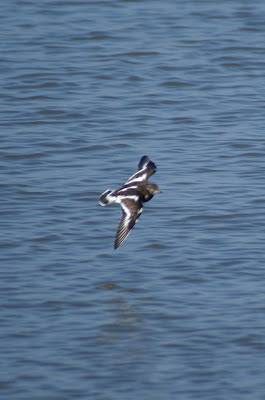 Stienpikker - Steenloper - Arenaria interpres