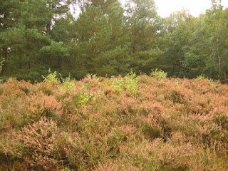 Heathland habit in foreground - birch wood background - before