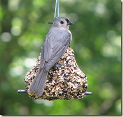 July 7 Titmouse