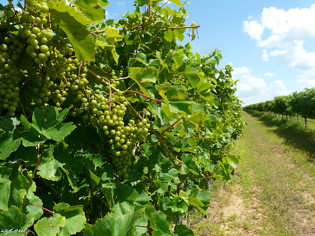 Wine grapes in the beginning stage of veraison. Huge green clusters hang heavy on the vines at Torre di Pietra Winery and Vineyards near Fredericksburg, Texas.