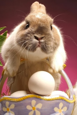 Rabbit and egg, Easter download free wallpapers for iPhone