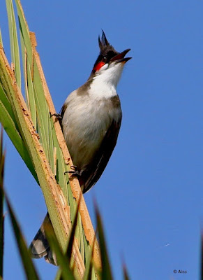 "Red-whiskered Bulbul - Pycnonotus jocosus calling from atop a plam tree."