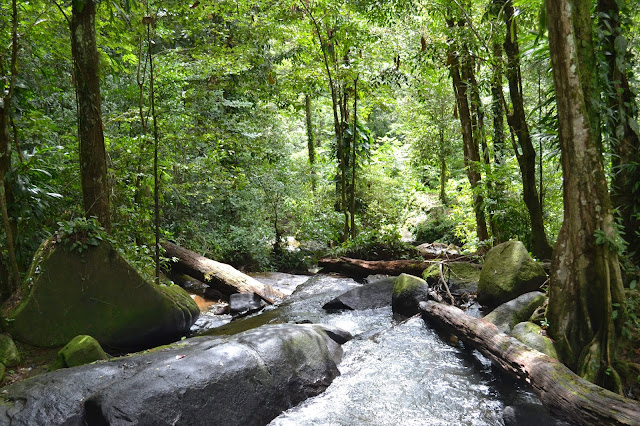 guyane, chute de fourgassié, cascade