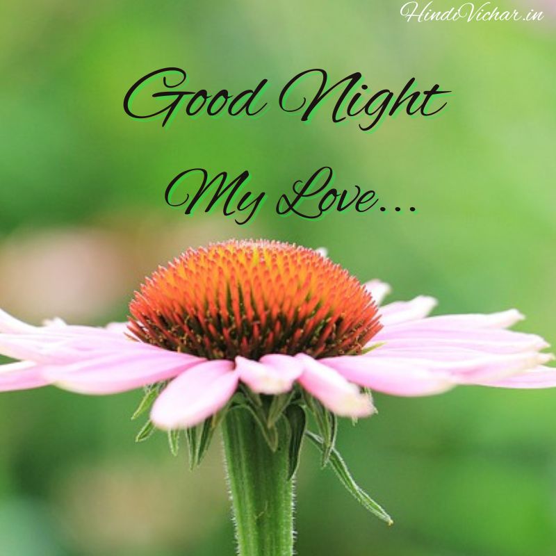 Good Night My Love Images with Wishes