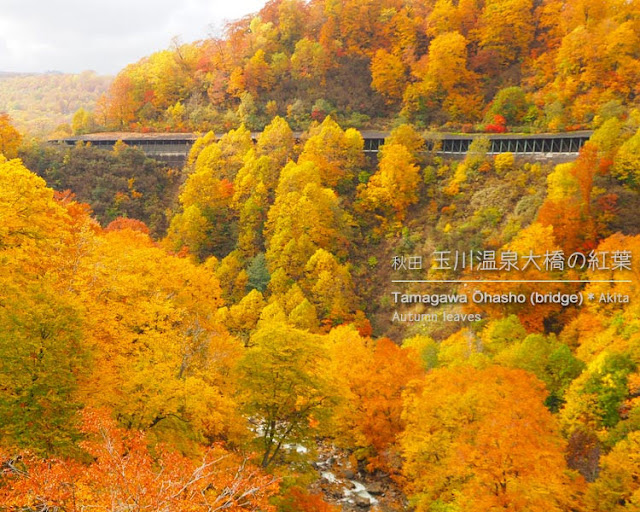 玉川温泉大橋から見る紅葉
