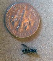 wood dwelling mason wasp