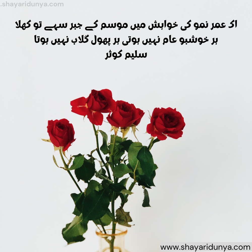 Gulab shayari urdu | Gulab shayari 2 lines urdu | Gulab ka phool shayari | urdu phool quotes in urdu | gulab shayari