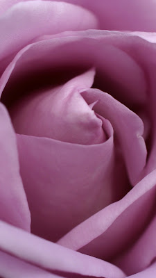 wallpaper bunga mawar ungu aesthetic yang indah