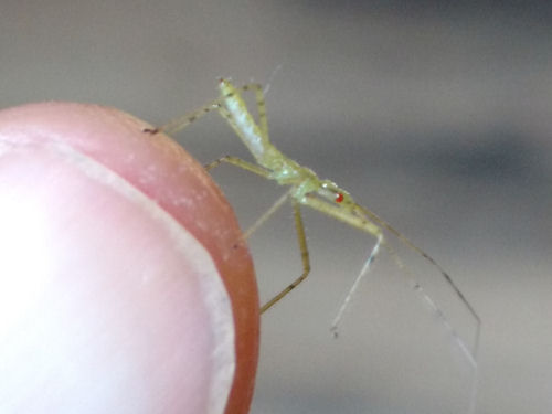 assassin bug nymph