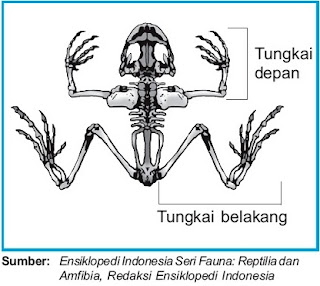  Pada dasarnya rangka binatang Vertebrata sama dengan Pintar Pelajaran Mekanisme Gerak pada Hewan Vertebrata