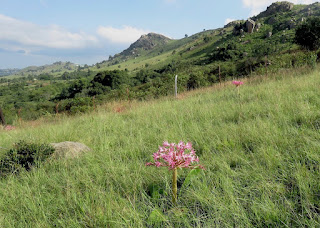 Brunsvigia radulosa