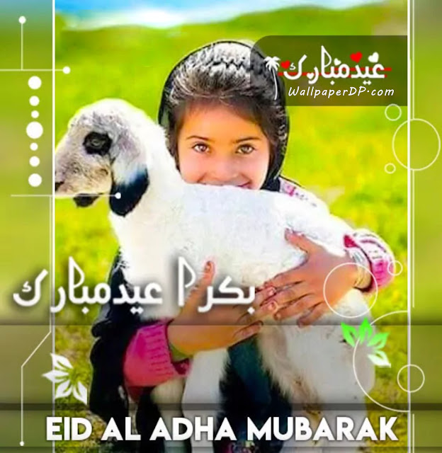 Eid ul Adha Pic Name Edit DP | Bakra Eid Mubarak Dp for Whatsapp