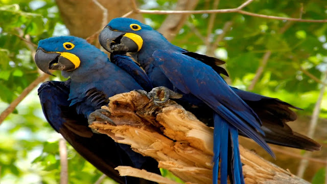 Hyacinth Macaw