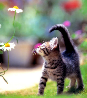 Cat With Flowers