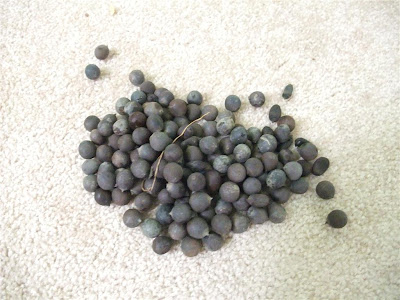 pile of lotus seeds, hard shell