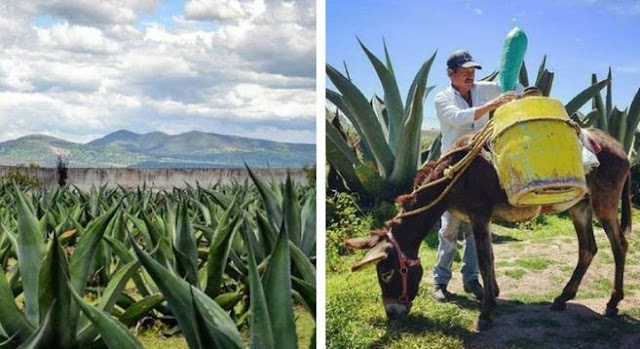 Pulque, belleza e historia: conoce las Haciendas de Tlaxcala a un bajo costo