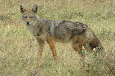 The African Golden Wolf