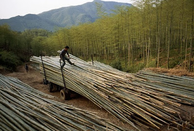 Harnessing the Power of Nature: Ancient Chinese Mastery of Natural Gas and Bamboo