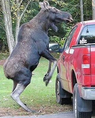 Car Is The Best Target When Animals Gone Wild Seen On  www.coolpicturegallery.us