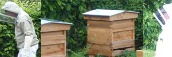 Ulting Beez