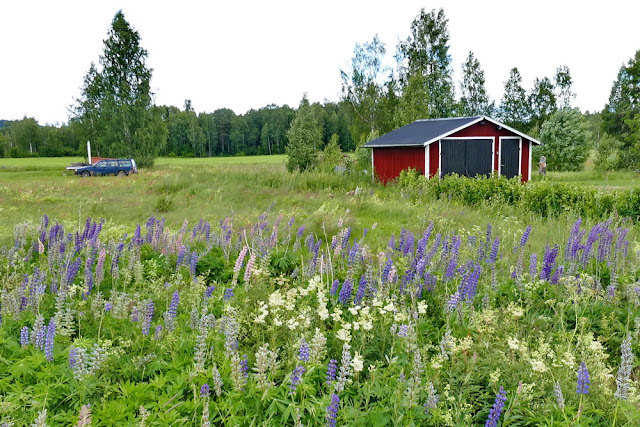 Volvo, Haus, Schwedenhaus, Schwedenhäuschen, Garten, Lupinen