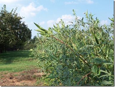 guineas and okra 017
