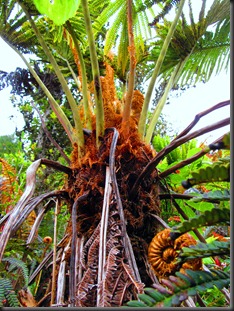 Fern 3