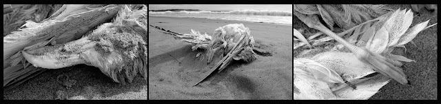 Dead; Death; Seagull; Future Fossils; Decay; Skeleton;