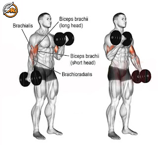 6 Best Dumbbell Exercises for a Full-Body Workout
