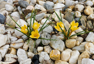Yellow crocus Popping out of Ground