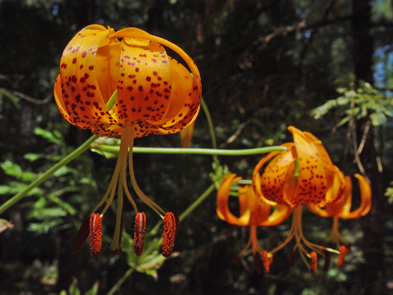 Лилия Гумбольдта (Lilium humboldtii)