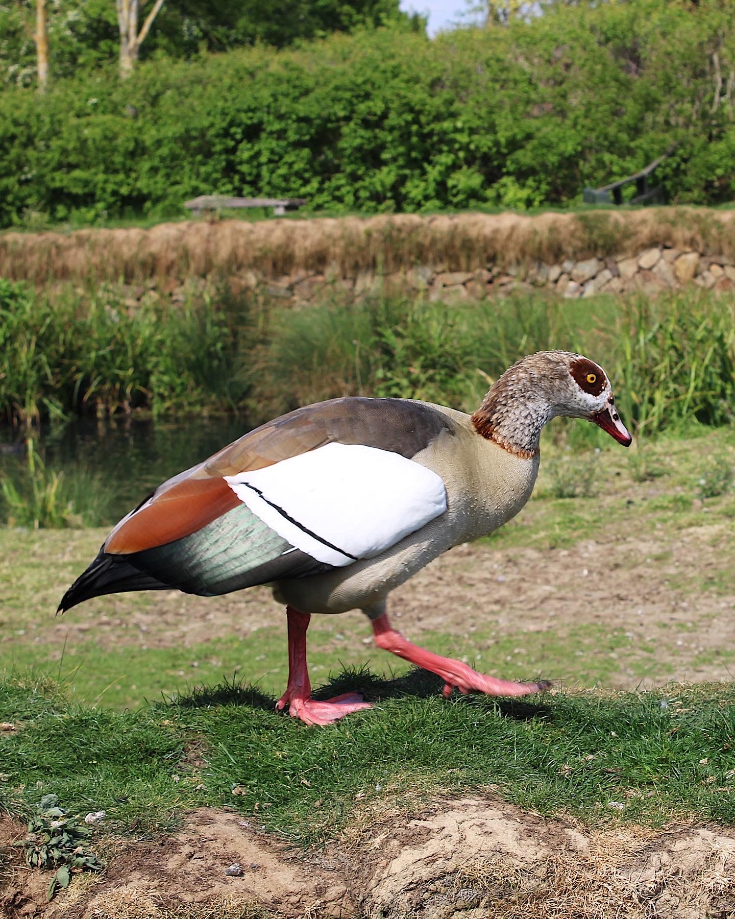 An Egyptian goose walking along