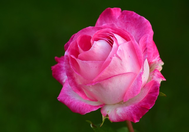 Pink Rose