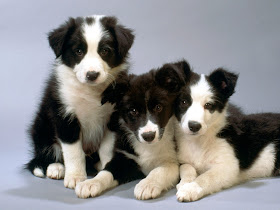 Border Collie cute Puppies