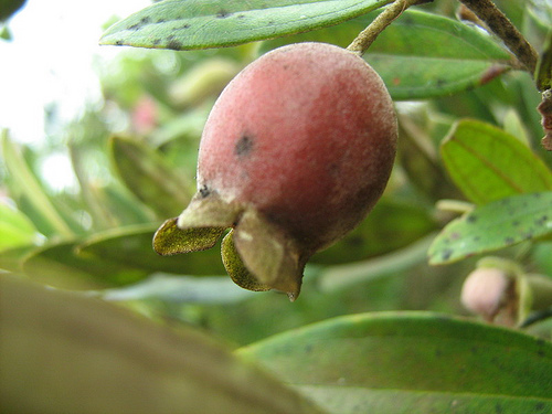  Aku dan kamu Buah  buahan yg dimakan masa zaman kecik 