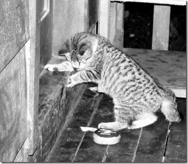 2010_1026gatuno0006