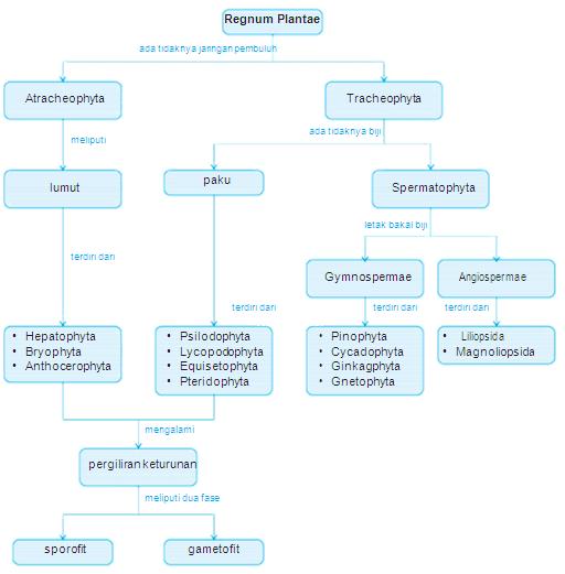 Ciri Ciri Berbagai Divisi Tumbuhan Dan Peranannya Dalam Kehidupan
