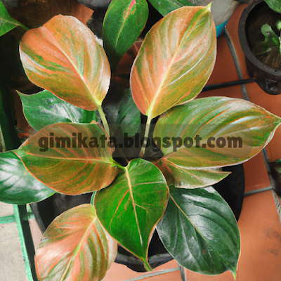 A lush Philodendron Prince of Orange plant with vibrant orange leaves, sitting in a modern white ceramic pot